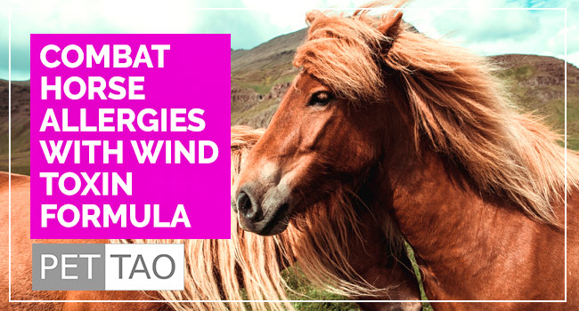 Alleviate Horse Allergies with Wind Toxin Herbal Blend