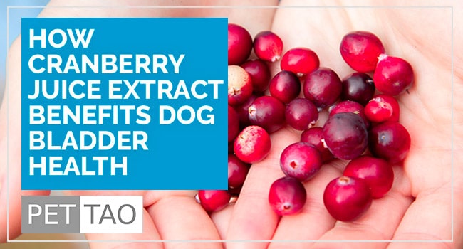 How Cranberry Juice Extract Benefits Dog Bladder Health