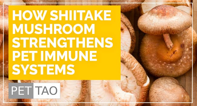 How Shiitake Mushroom Strengthens Pet Immune Systems