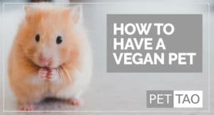 How to Have a Vegan Pet That Won't Die
