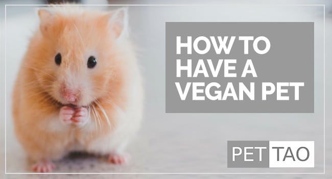 How to Have a Vegan Pet That Won't Die