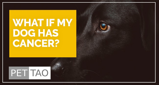 What if My Dog has Cancer?