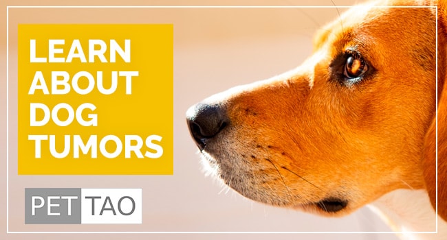 What are the Common Dog Tumors and are they Cancerous?