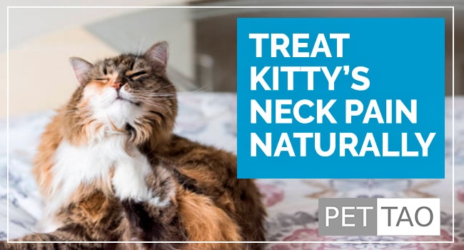 A Natural, Herbal Treatment for Cat Neck Pain