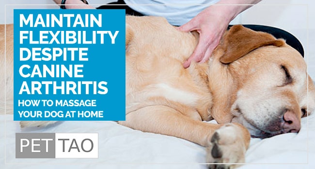 Natural Pain Relief: Understanding Dog Arthritis Massage