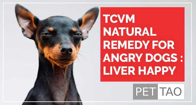 TCVM Natural Remedy for Dog Aggression: Liver Happy