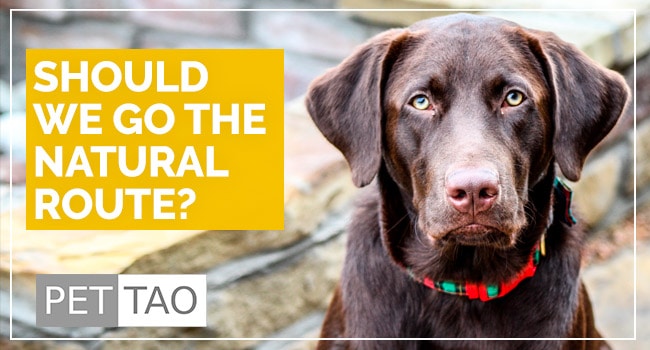What If I Want to Try Natural Dog Cancer Treatments?