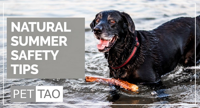 Natural Ways to Keep Your Pet Safe This Summer