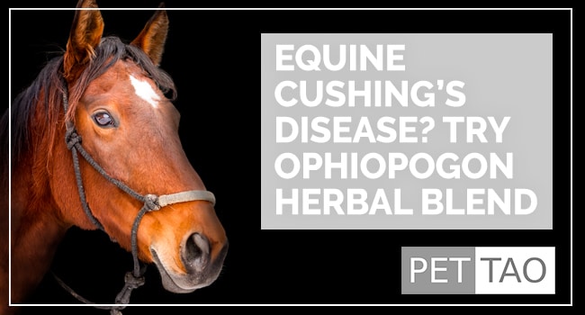 Ophiopogon Herbal Blend Counteracts Equine Cushing’s Disease