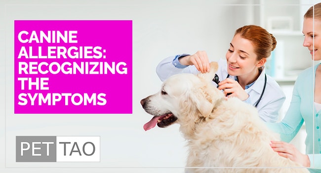 Image for You Don't Have to be a Veterinarian to Recognize Dog Allergy Symptoms