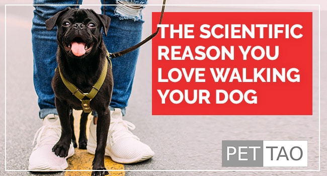 Love to Walk Your Dog?