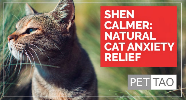 Natural Remedy for Cat Anxiety Shen Calmer PET TAO Holistic Pet