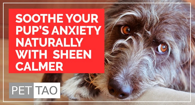 Herbal Remedy for Anxious Dogs:
