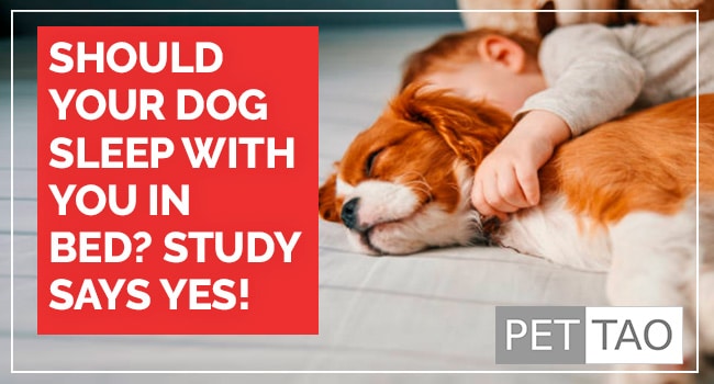 Study-Dogs-Sleep-in-Bed