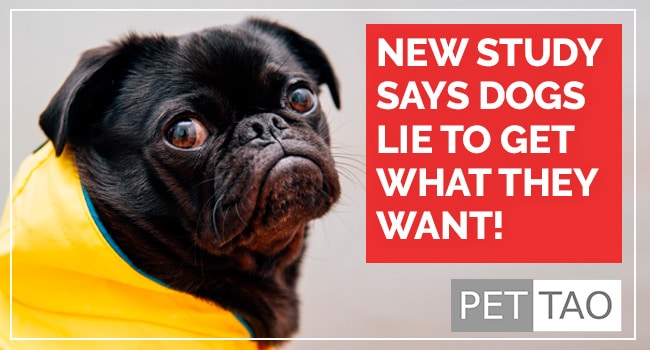 Study-Says-Dogs-Lie-to-Get-What-They-Want