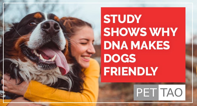 Research Reveals DNA Behind Outgoing and Friendly Dogs