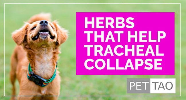 Su Zi Jiang Qi Herbal Formula Helps Canine Tracheal Collapse