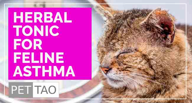 Su Zi Jiang Qi Inhibits Feline Asthma