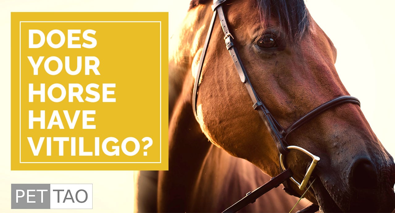 TCVM Herbal Blood Heat Formula Helps Vitiligo in Horses