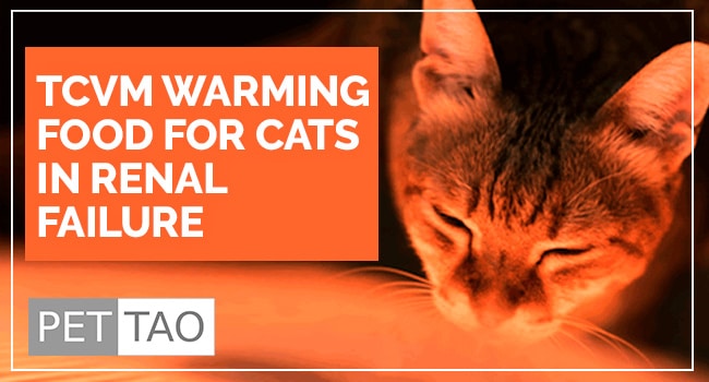 TCVM Warming Food for Cats in Renal Failure