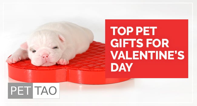 Top Pet Gifts for Valentine’s Day