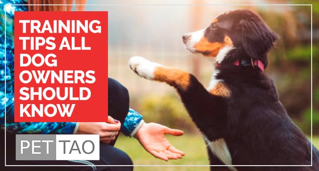 Do You Know How to Train Your Dog?