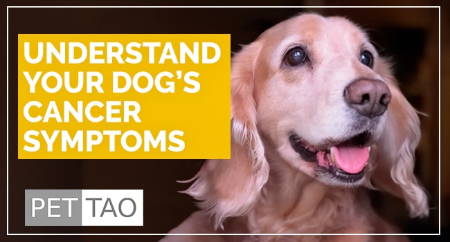 Image for Different Types of Dog Cancer Symptoms