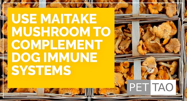 Use Maitake Mushroom to Complement Dog Immune Systems