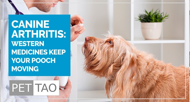 Now Your Pet Can Have Arthritis Pain Relief With Western Medicine