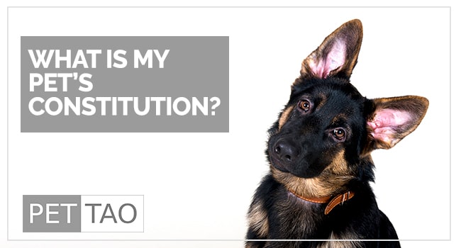 What Is My Pet's Constitution?