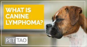 What is Dog Lymphoma? - PET | TAO Holistic Pet Products