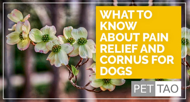 What to Know About Pain Relief and Cornus for Dogs