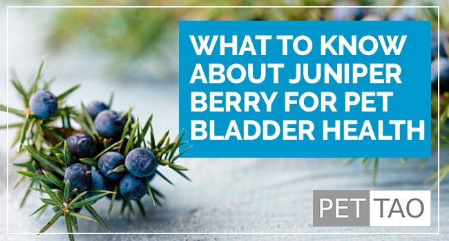 What to Know About Juniper Berry for Pet Bladder Health