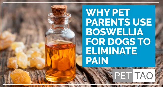 Why Pet Parents Use Boswellia for Dogs to Eliminate Pain