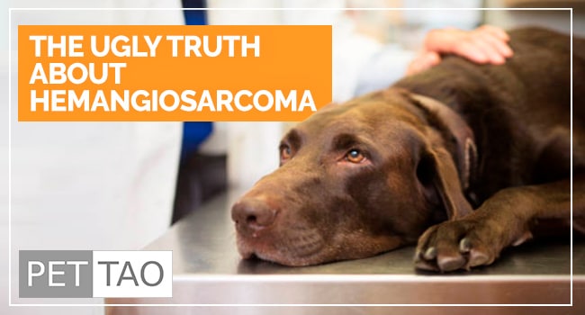 Why I Hate Dog Spleen Cancer (Splenic Hemangiosarcoma)