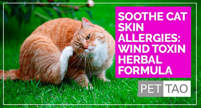 TCVM Wind Toxin Herbal Formula Soothes Feline Skin Allergies