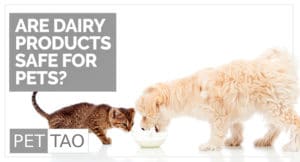 What Everybody Ought to Know about Milk for Dogs and Cats
