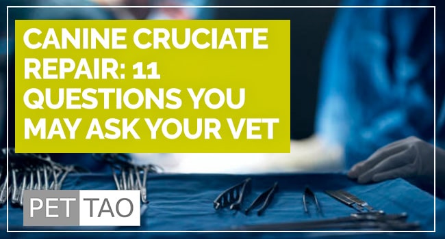 Image for 11 Common Questions Regarding Dog Cruciate Ligament Repair