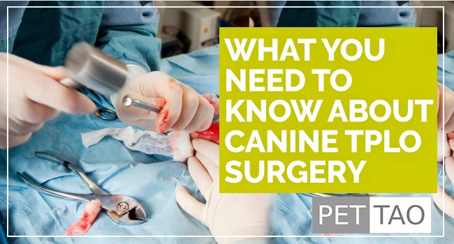 Image for TPLO for Dog Cruciate Ligament Tear: What You Need to Know