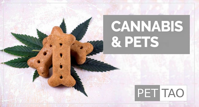 Everything You Need to Know About Marijuana for Dogs