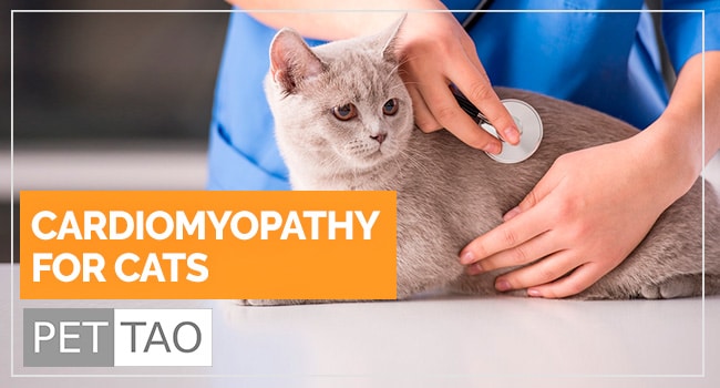 Is Cardiomyopathy in Cats Fatal? PET TAO Holistic Pet Products