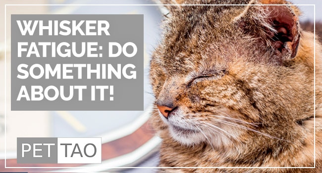 Is Whisker Fatigue Real?