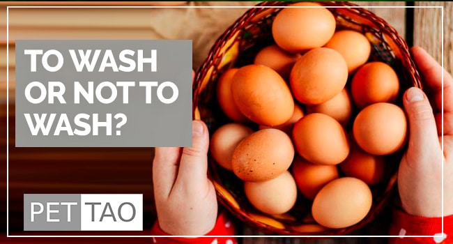 Image for To Wash Or Not To Wash Chicken Eggs