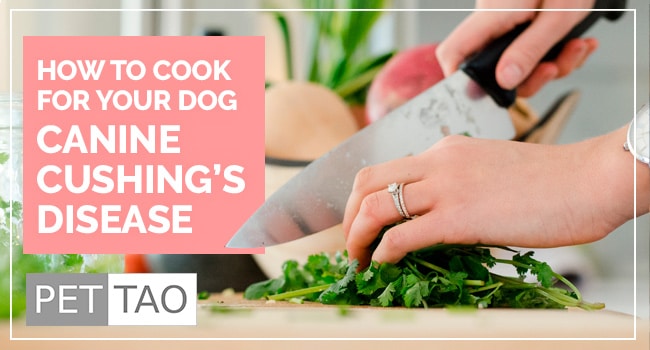 How to Cook for Your Dog With Cushing's Disease