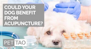 5 Surprising Health Benefits of Dog Acupuncture - PET | TAO Holistic