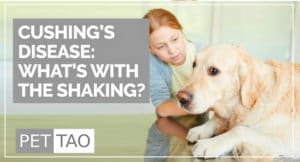 Why Is My Dog Shaking? A Cushing's Disease Symptom - PET | TAO Holistic