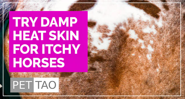 Damp Heat Skin Herbal Blend Comforts Itchy Horses