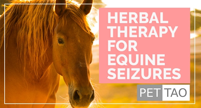 Herbal Therapy for Equine Seizures