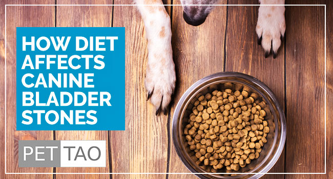 Learn the Importance of Diet for Bladder Stones in Dogs