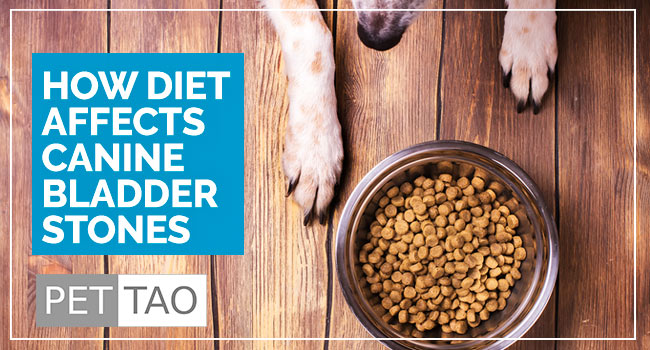 Canine bladder 2025 stone diet